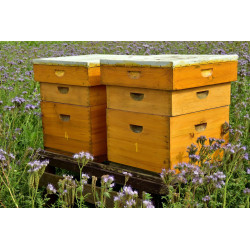 Bienenpatenschaft