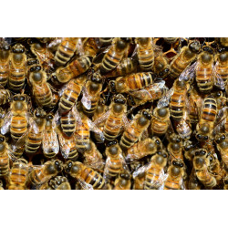 Bienenpatenschaft