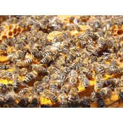 Bienenpatenschaft