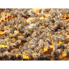 Bienenpatenschaft