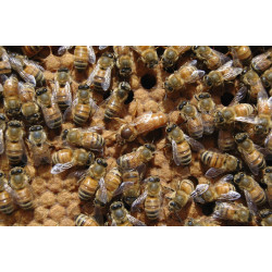 Bienenvolk, Ableger, Jungvolk