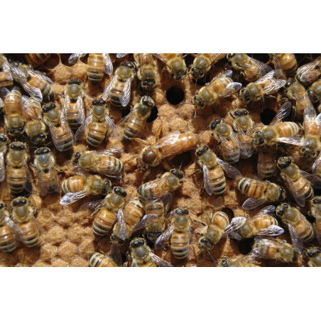 Bienenvolk, Ableger, Jungvolk
